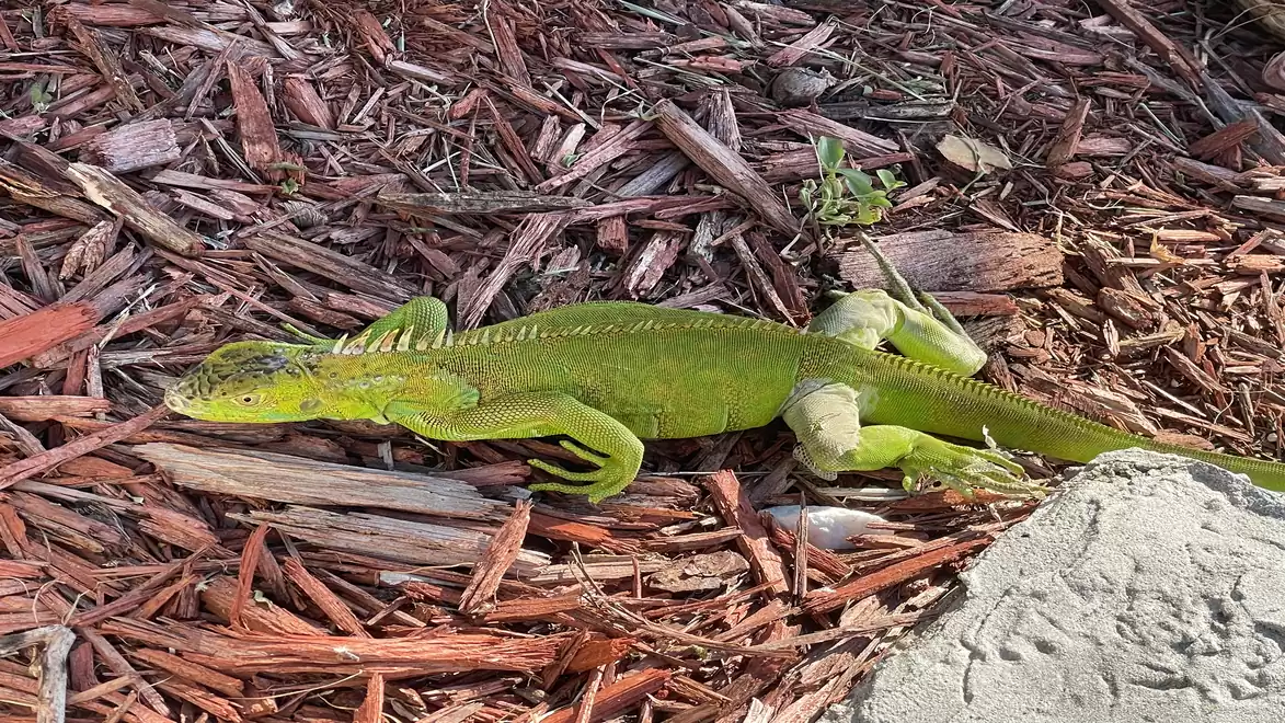 A green iguana lies on brown wood chips in the sun.