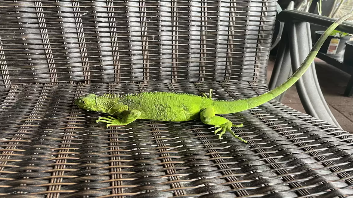 A green iguana is lounging on a woven outdoor chair.