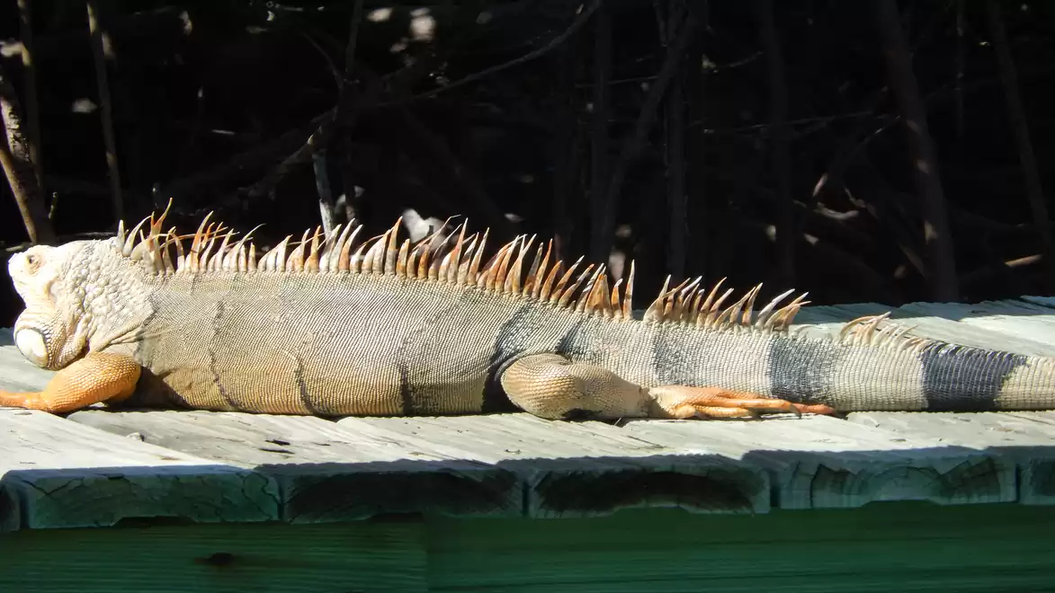 A green iguana relaxing on a wooden platform in the sun. The background is dark and wooded.