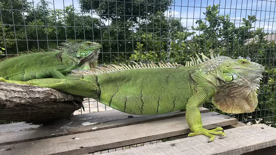 Two green iguanas lounging on a wooden plank in front of a wire fence, surrounded by trees.