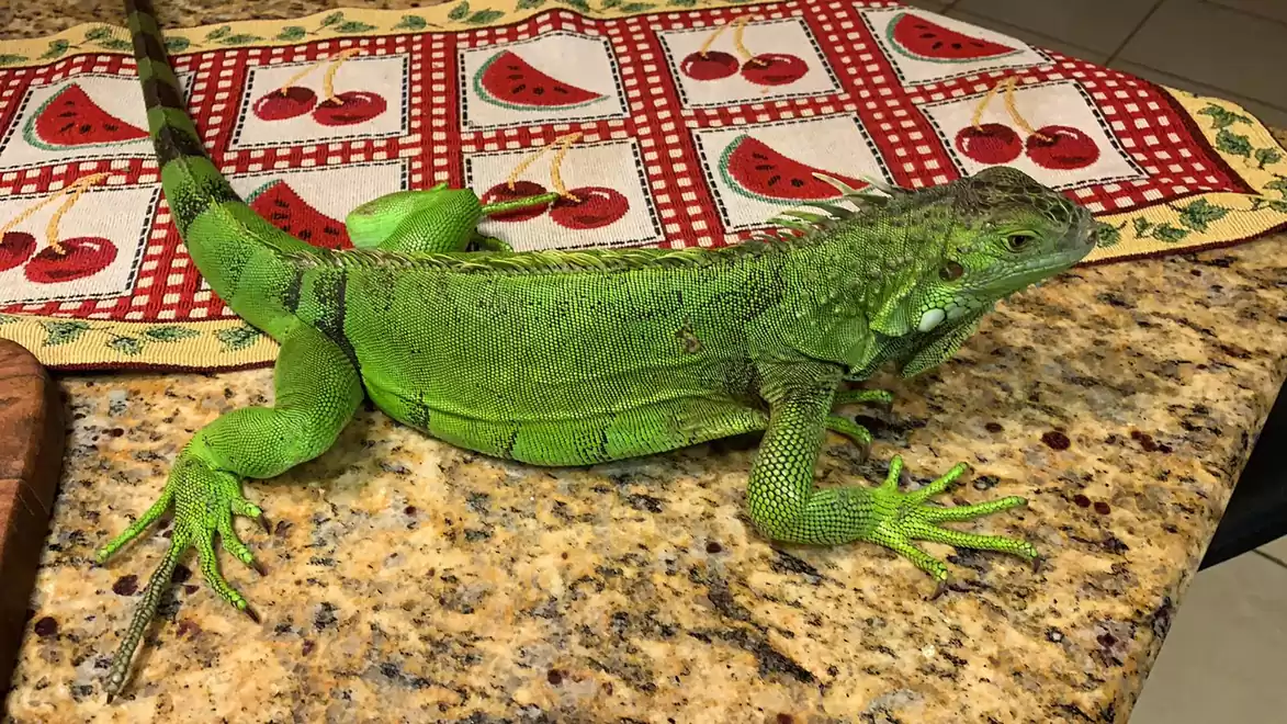 Green lizard on the kitchen counter in front of a table runner with watermelon and cherry designs.