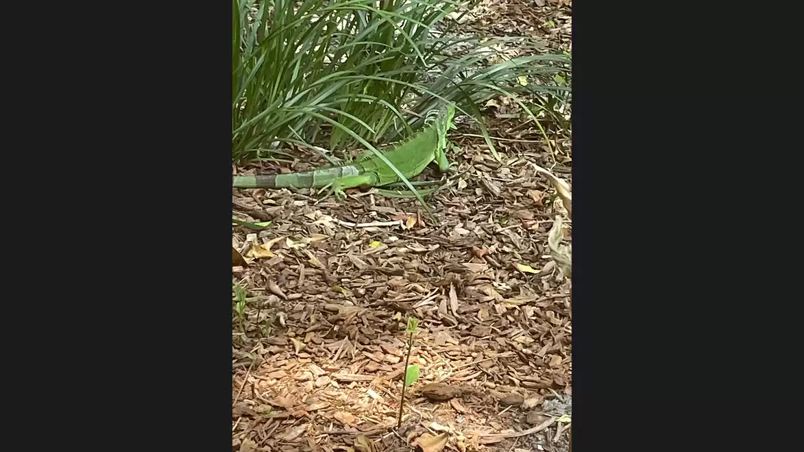 A green lizard on a mulch-covered ground surrounded by tall grasses.
