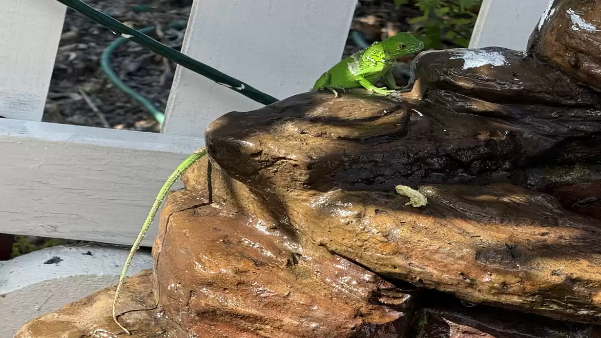 Green lizard lying on a rock next to a white fence outdoors.