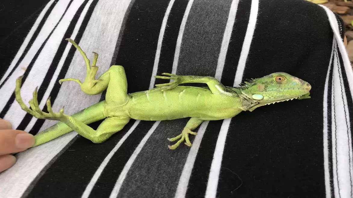 A green lizard lies relaxed on a black and white striped cloth.