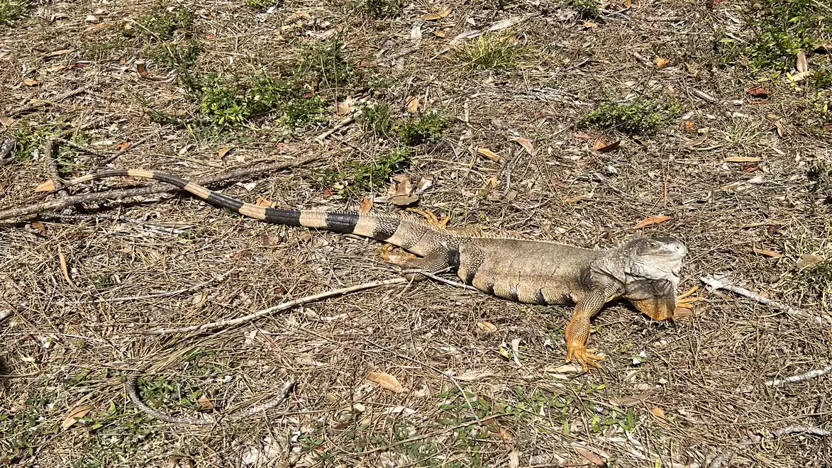 An iguana lies on a dry, grassy ground with mixed vegetation.