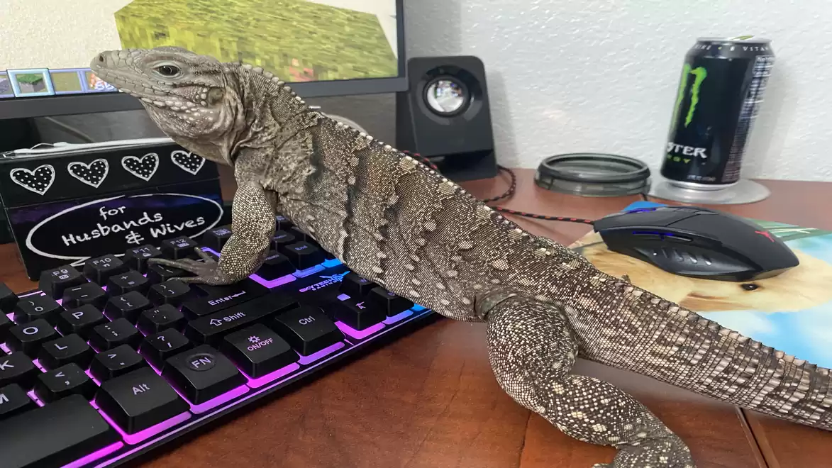 An iguana sits on a computer keyboard next to a computer monitor and a drink can.