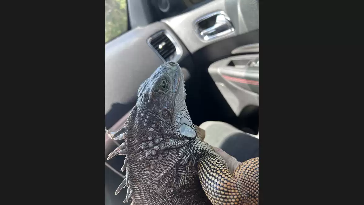 An iguana sits on a car seat and looks attentively forward.