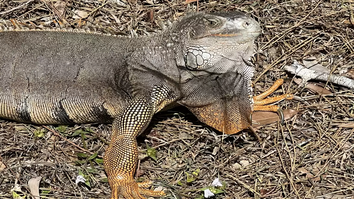 A large iguana rests on dry grass, with distinct patterns on its skin and a strong head.