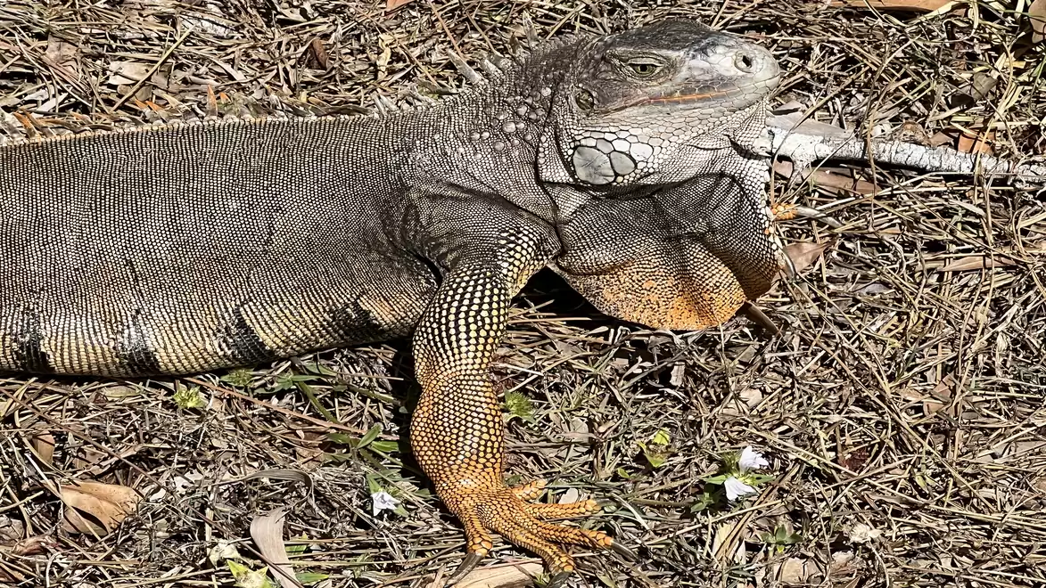 A large lizard lies on dry ground covered with leaves. The lizard has rough skin and prominent scales on its legs.