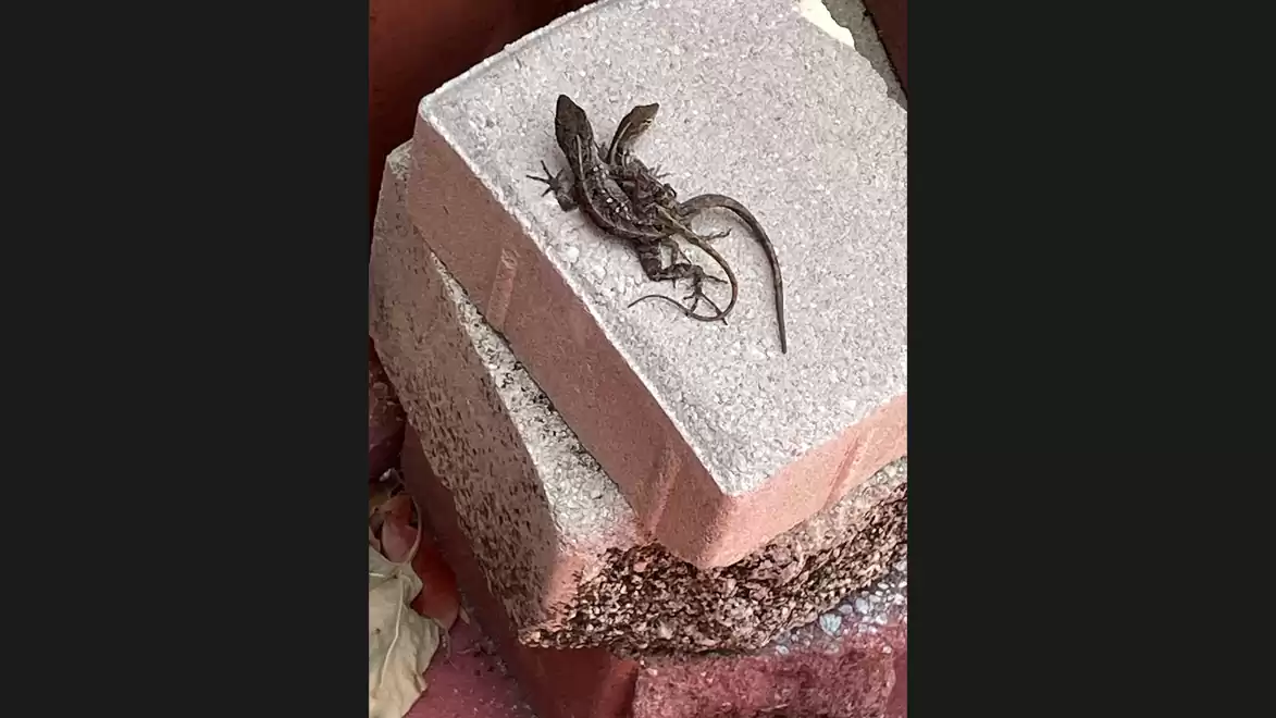Two lizards resting on a stack of concrete blocks in an outdoor area.