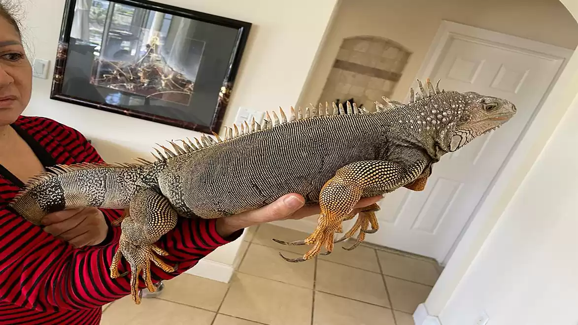 A person holds a large iguana in an indoor setting with beige tile flooring. A framed picture hangs on the wall.