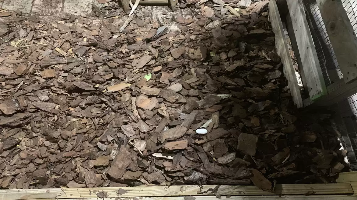 An area covered with mulch in an enclosure with a white reptile egg in the middle.
