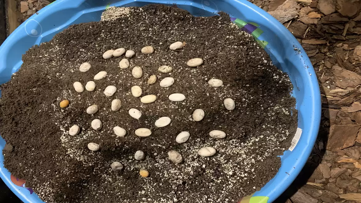 A small blue sandbox container with dark soil, filled with multiple white eggs.