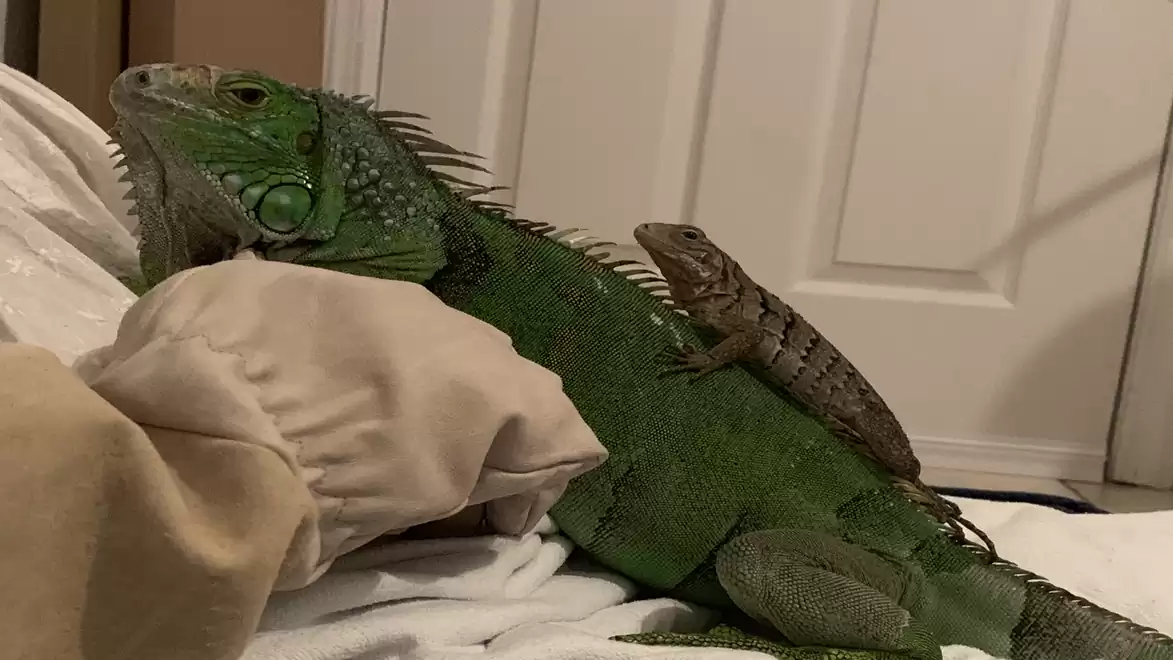 Two iguanas relaxing on a white bed, the smaller one sitting on the larger.