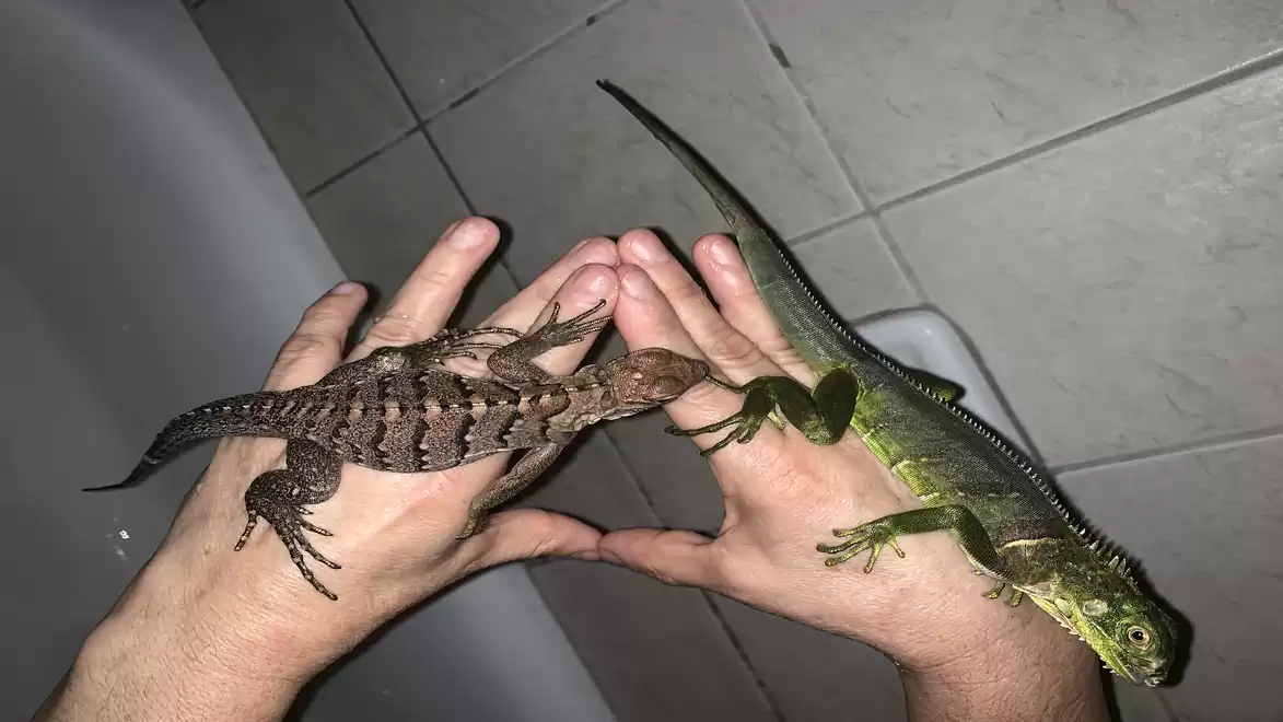 Two different lizards held by hands, one brown patterned and one green lizard, on a tiled floor.