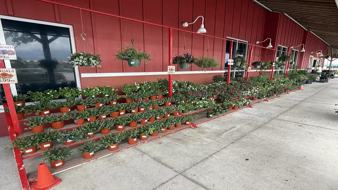 A row of small flower pots with green plants and white blossoms in front of a red building on the sidewalk.