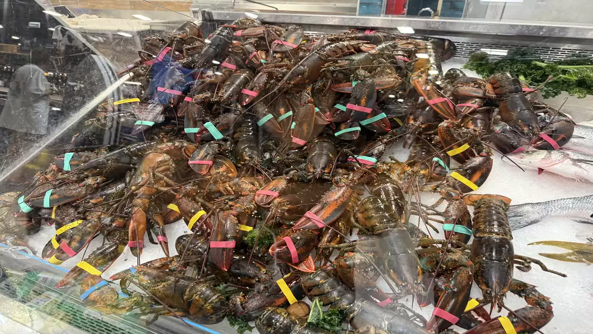 Pile of lobsters with colorful bands on a market, ready for sale.