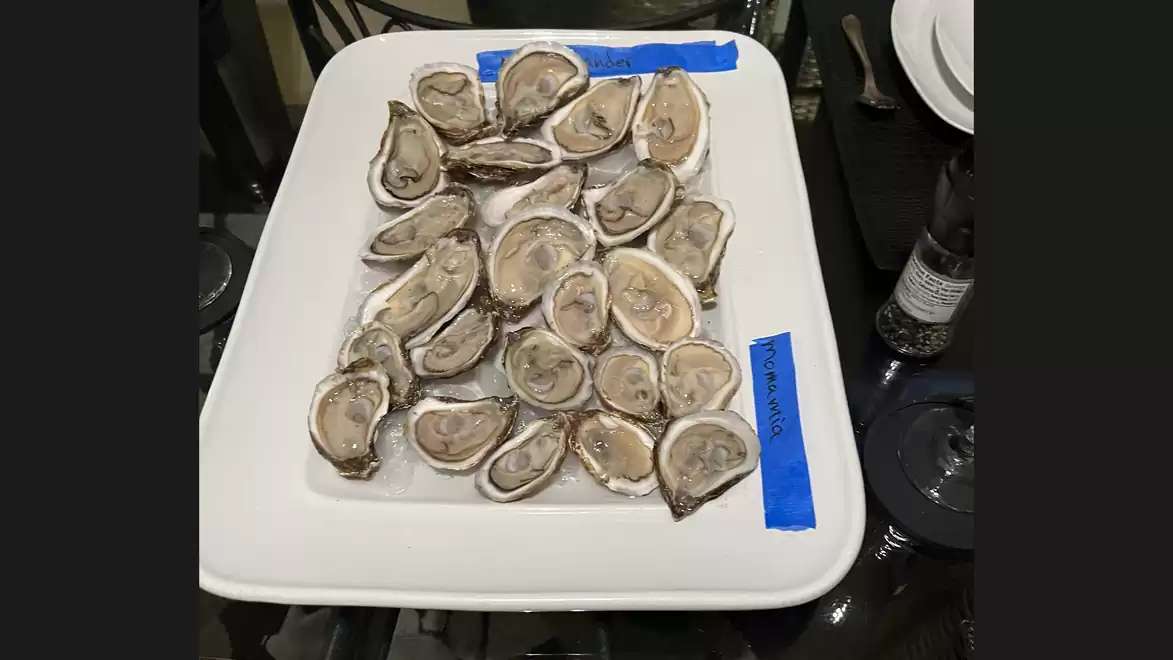 A plate of fresh oysters, appetizingly arranged on a white plate.