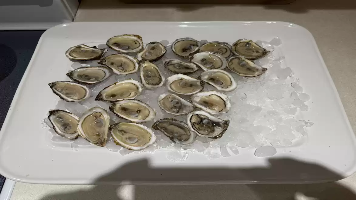 A tray with open oysters on crushed ice displayed.