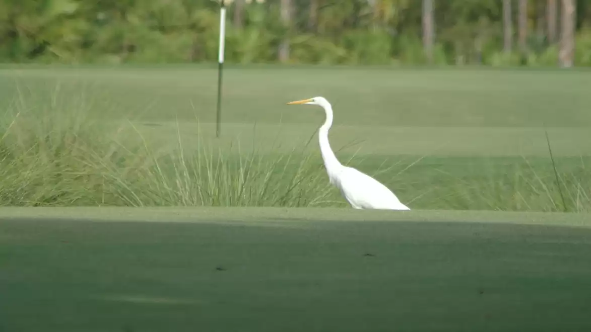 A white egret stands on a golf course, surrounded by green grass and a flagpole in the background.