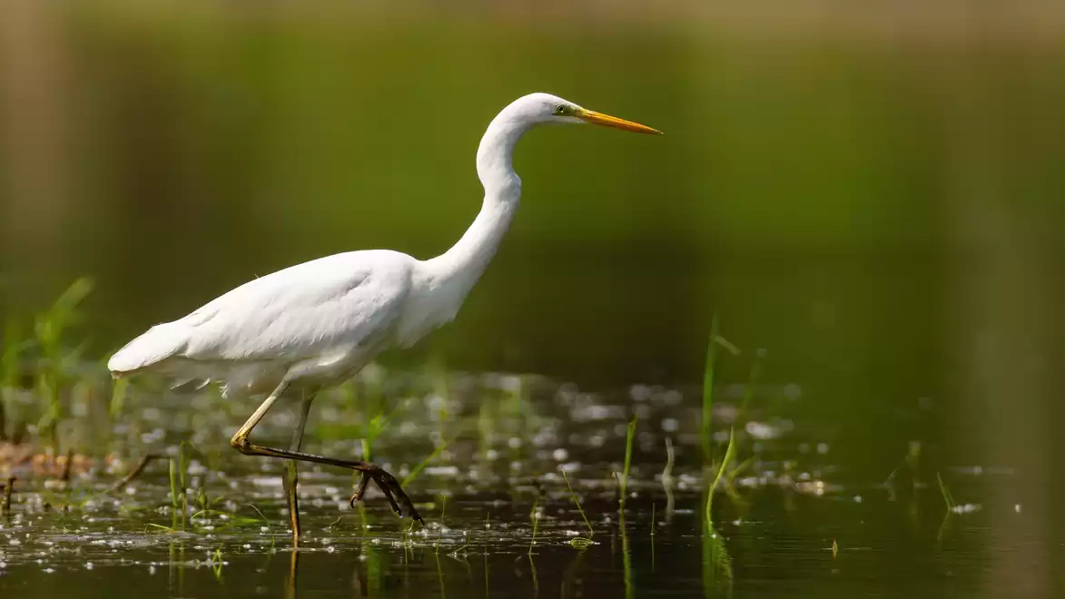 A white heron walks through a shallow, green water area with grasses in the background.