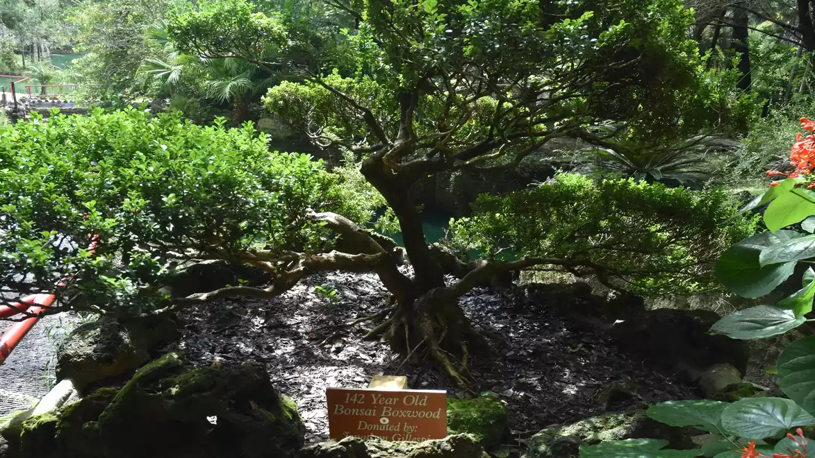 A 16-year-old bonsai tree in a garden, surrounded by lush vegetation.