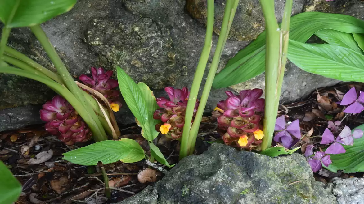 Vibrant purple and yellow flowers growing between rocks and green leaves in the garden.