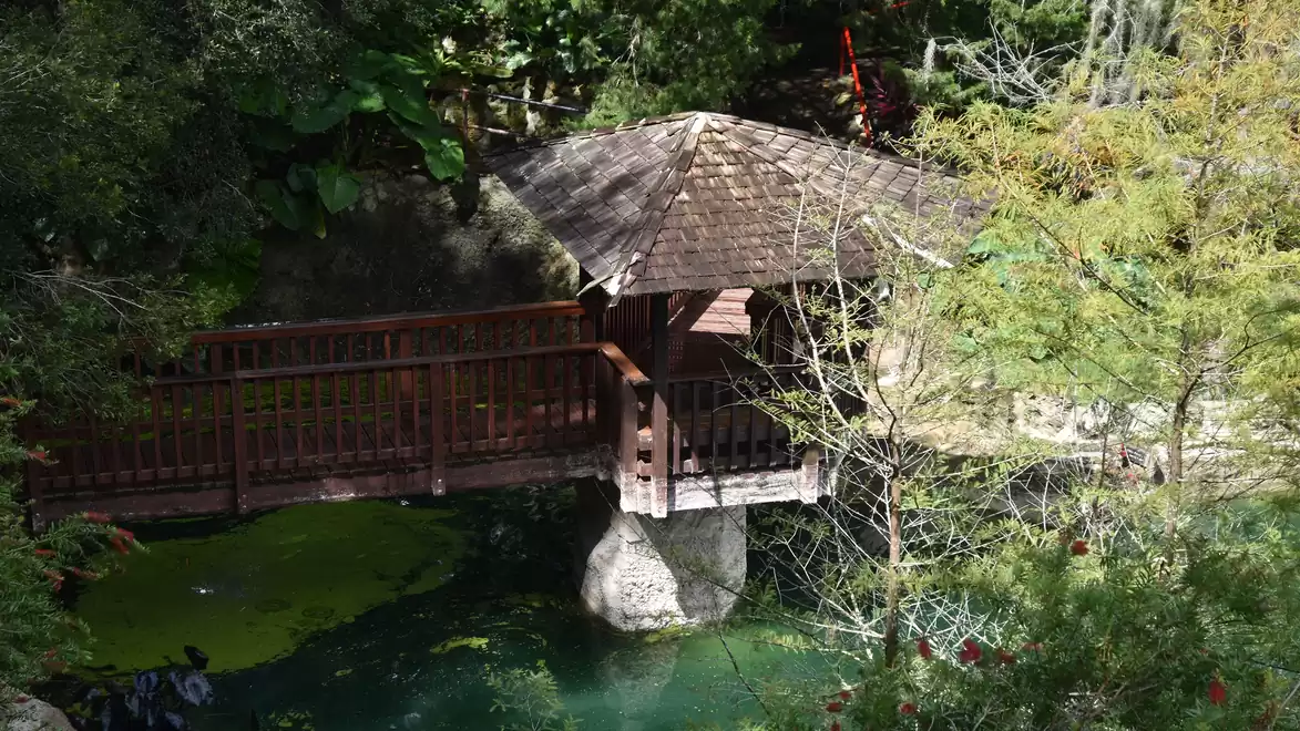 Covered wooden bridge over a green pond surrounded by lush vegetation.