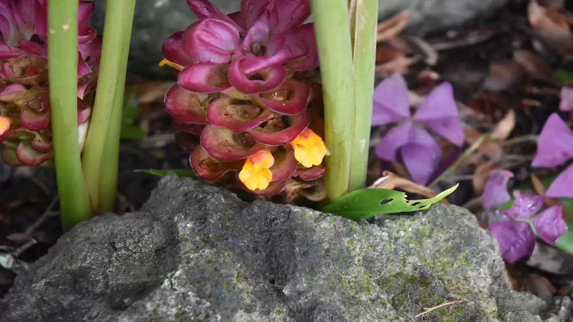 An exotic red-green inflorescence with yellow flowers rests on rocky ground with purple leaves in the background.