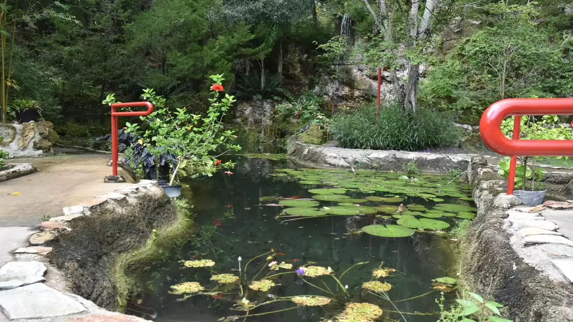 An idyllic garden pond with green lily pads, surrounded by lush vegetation and red railings.