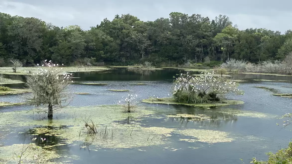 A picturesque swamp area with several small islands, covered with trees and shrubs, surrounded by water. Dense forest in the background under a cloudy sky.