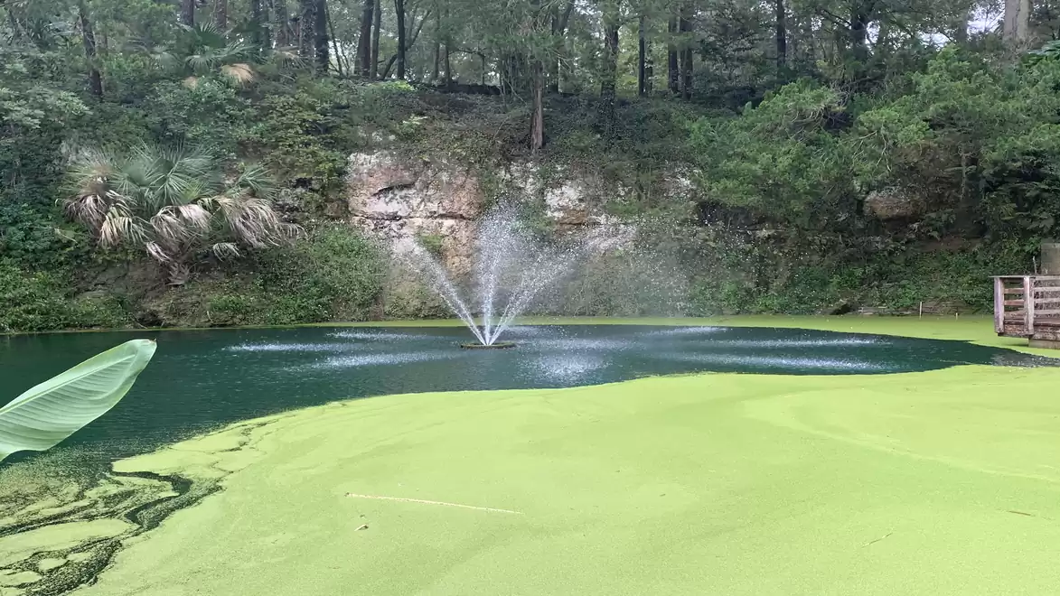 A small pond in a forest area with a bubbling fountain and green algae covering the surface.