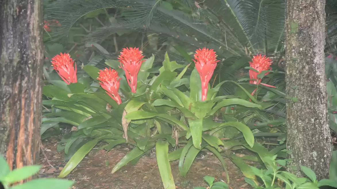 Red flowers of a tropical plant in the forest, surrounded by green foliage and trees.