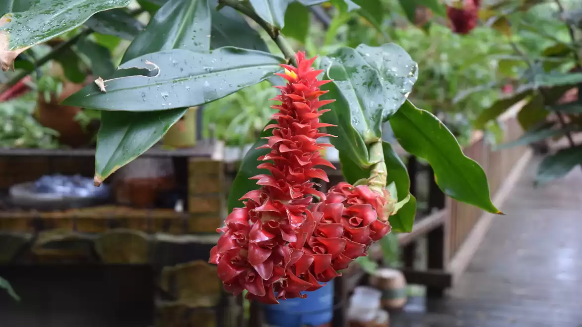 Close-up of a red tropical flower with shiny green leaves in the background.