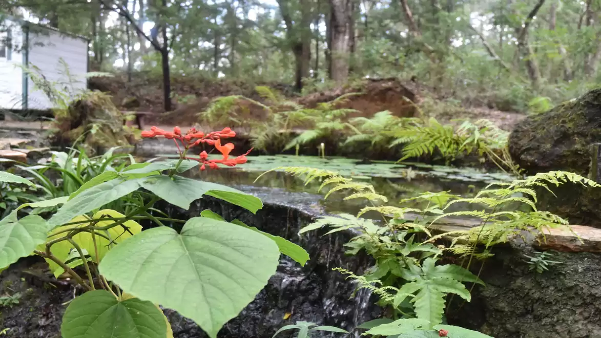 A serene forest with a small waterfall and red flowers in the foreground, surrounded by green plants.