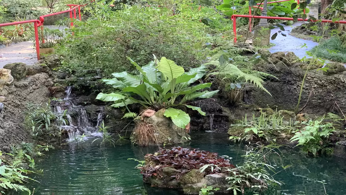A small waterfall in a lush green garden with red bridge railings and various plants, including large leaves and ferns by a tranquil pond.