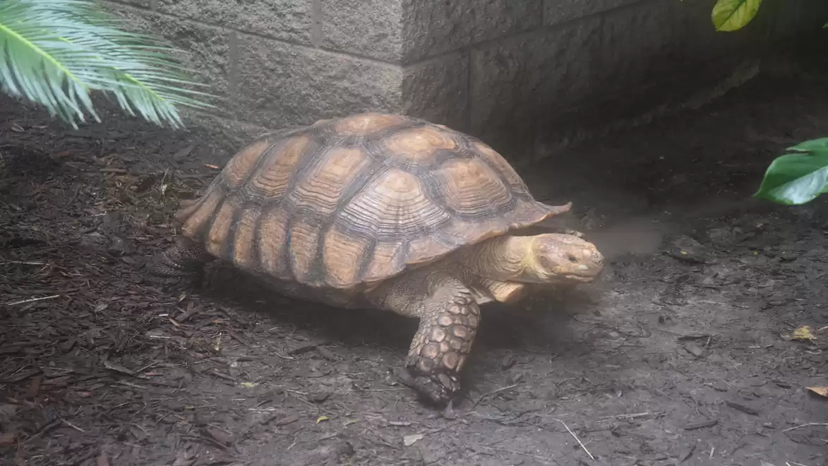 A tortoise crawling on a dirt ground, surrounded by plants and a stone wall.