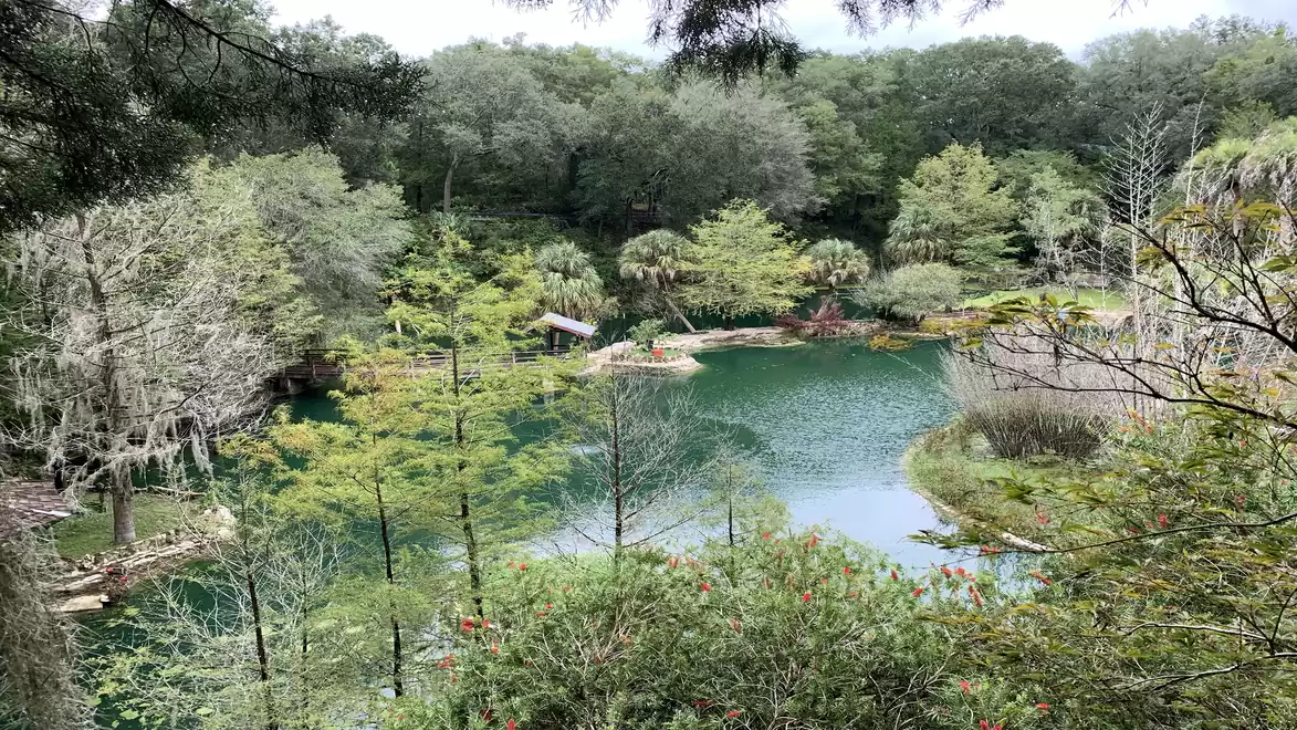 A tranquil forest scene with a picturesque lake surrounded by lush vegetation and trees.