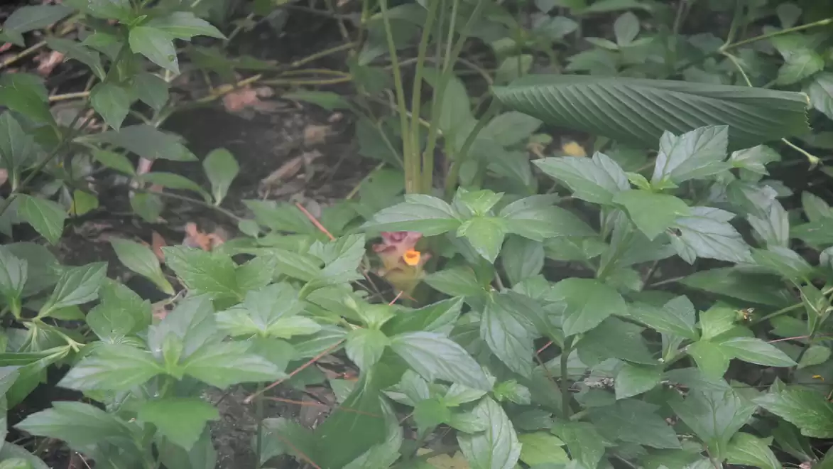 Close-up of a small yellow bird with a black band behind its head, hidden among dense green leaves in the jungle.