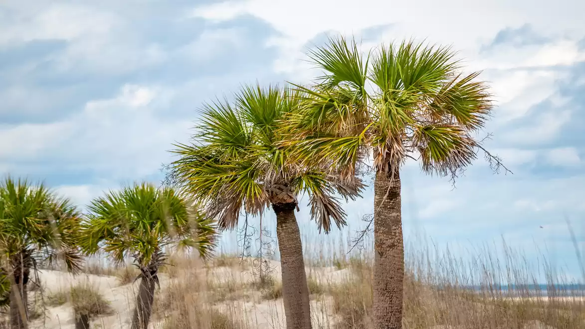 A beach landscape with several sabal palm trees in the foreground and a cloudy sky in the background.
