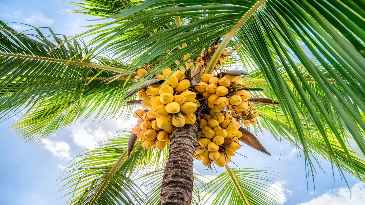 Close-up of a coconut palm with yellow coconuts and green leaves in bright sunlight.