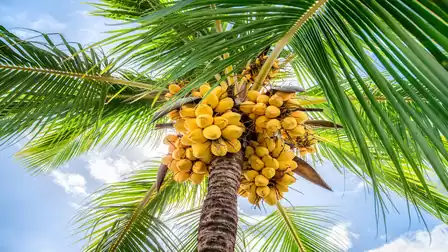 Close-up of a coconut palm with yellow coconuts and green leaves in bright sunlight.