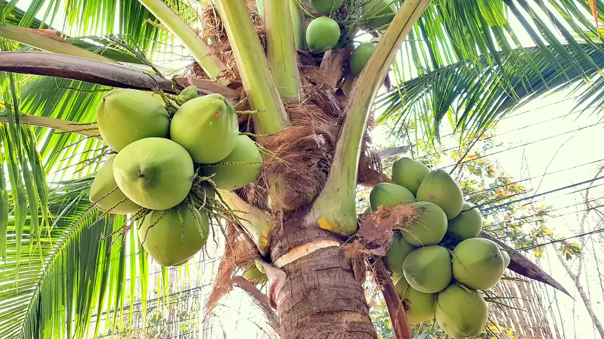 Close-up of a coconut tree with several green coconuts, surrounded by large, fan-like leaves in sunlight.