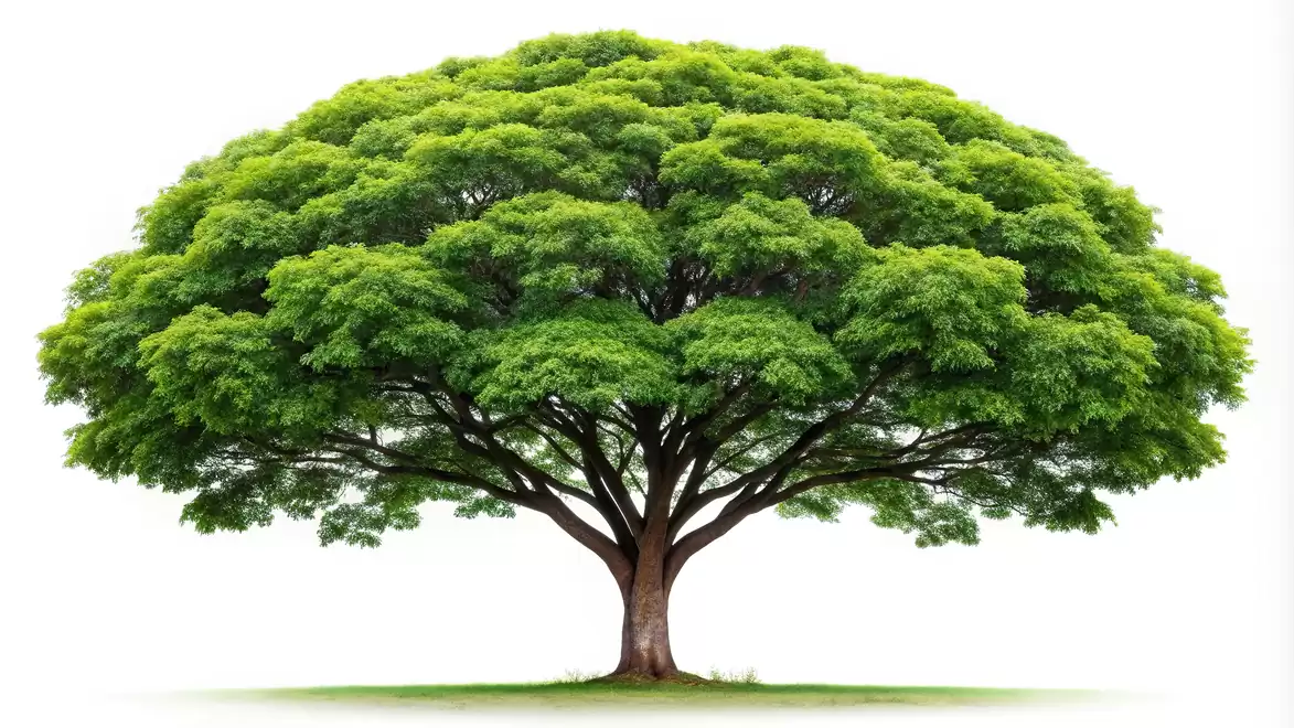 A large, green-leaved tree against a white background.