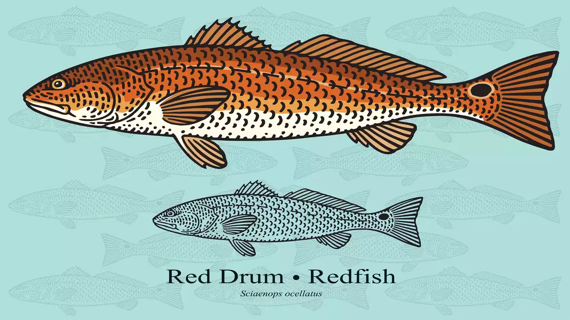 Illustration of a Red Drum fish. A colored image above and a black-and-white sketch of the fish below on a blue background.