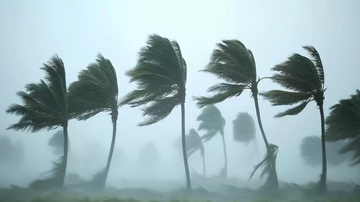 Strong winds bend palm trees in stormy weather, symbolizing a tropical storm or hurricane.
