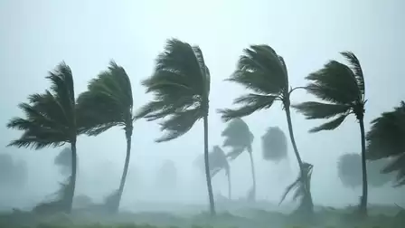 Strong winds bend palm trees in stormy weather, symbolizing a tropical storm or hurricane.
