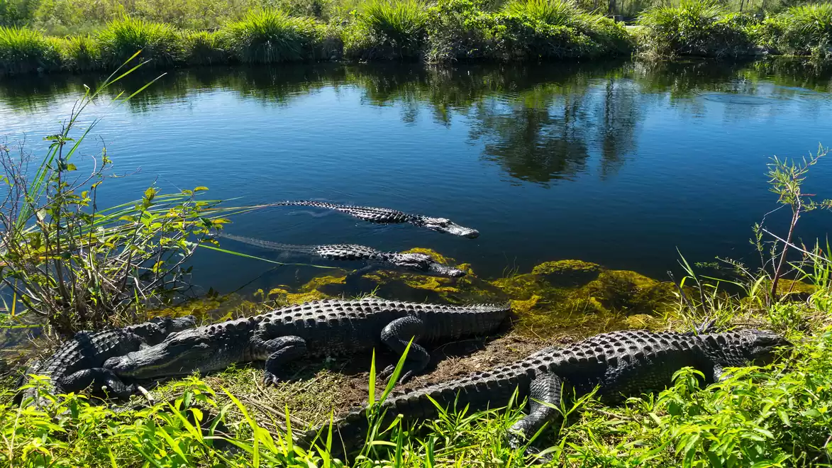 A group of crocodiles lounging by a calm riverside in a lush, natural setting.