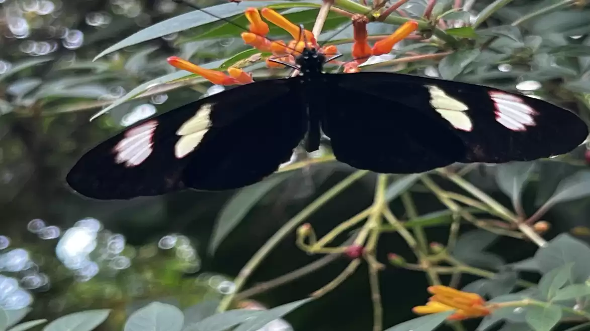 Black butterfly with white spots on red flowers amidst green foliage.