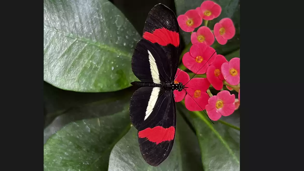 A black and red butterfly sits on pink flowers with green foliage in the background.